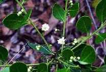 Gallberry Blossoms