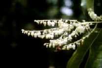 Sourwood Blossoms