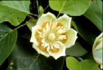Tulip Poplar Blossom