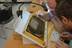 Hand-on grafting