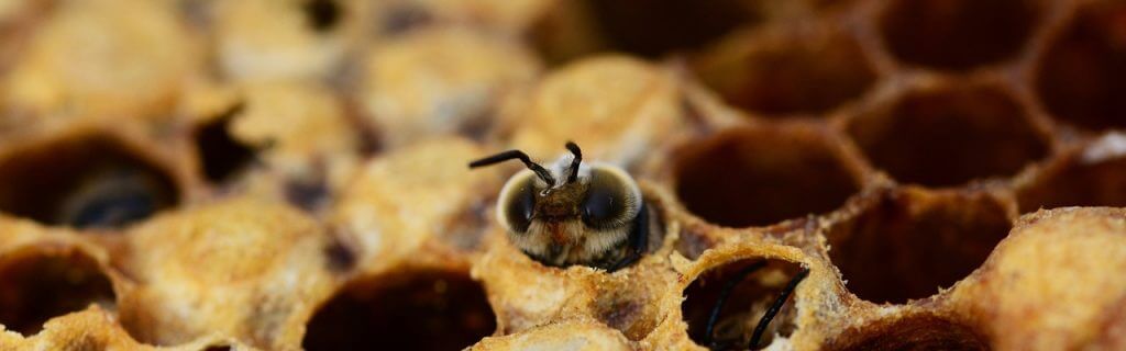 Mecklenburg County Beekeepers Association