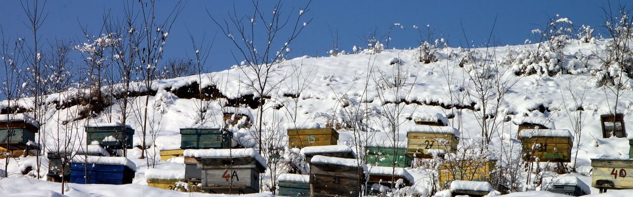Apiary in snow
