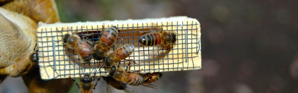 Local beekeeper shares how buying license plates helps honey bees