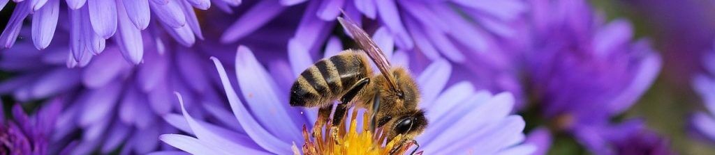 Worker on aster